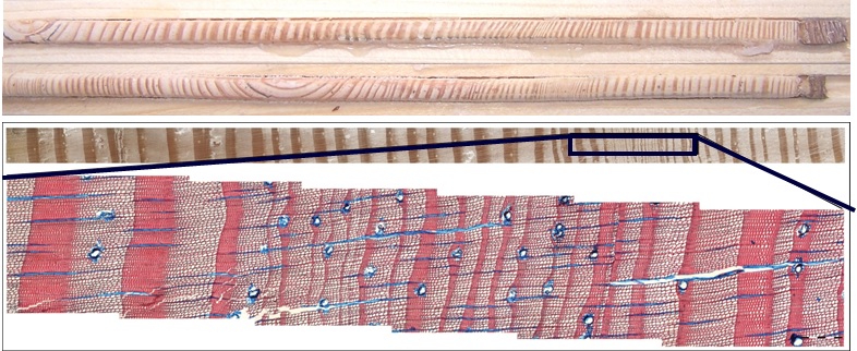 Redukcje przyrostów rocznych drzew wykształcone w wyniku wyjątkowo dużego zanieczyszczenia powietrza
